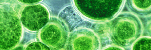 Chlorella under microscope