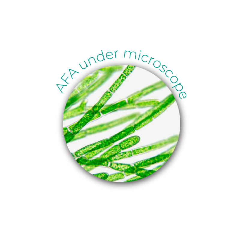 afa_under_microscope_eng